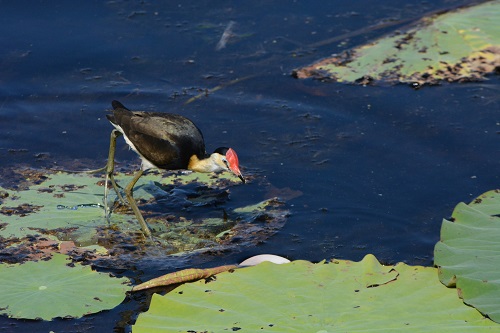 Comb-crested jacana