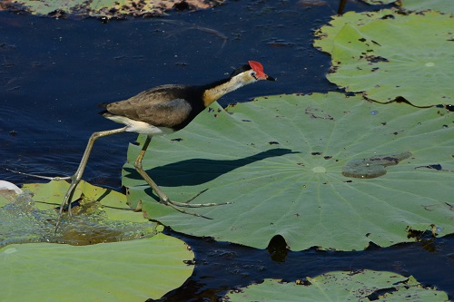 Comb-crested jacana