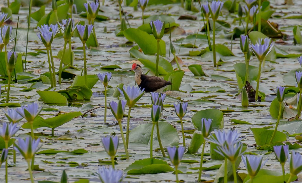 Comb-crested Jacana