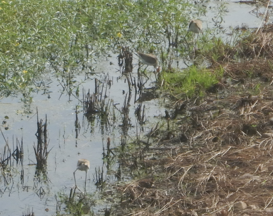 Comb-Crested Jacana