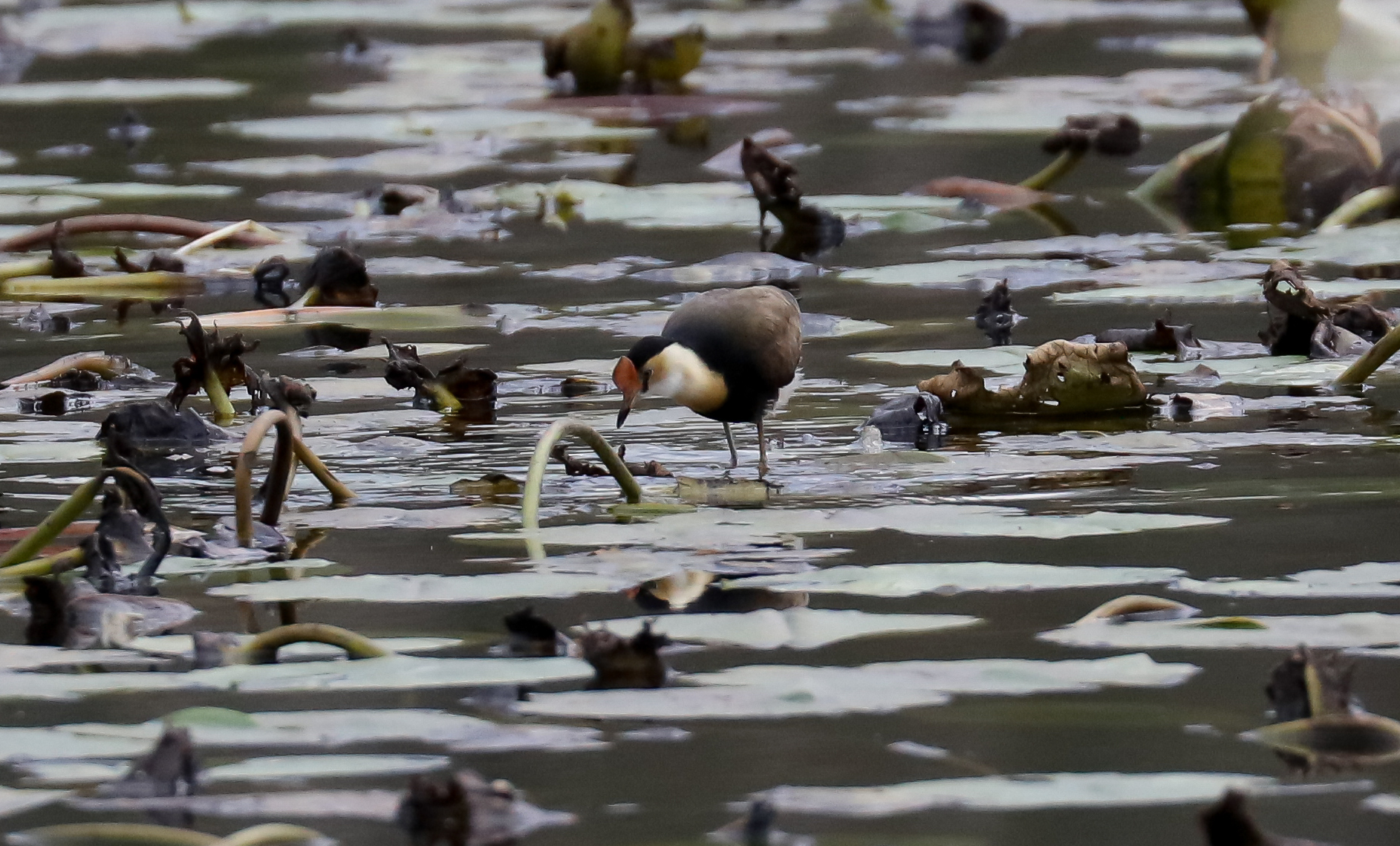 Comb-crested Jacana