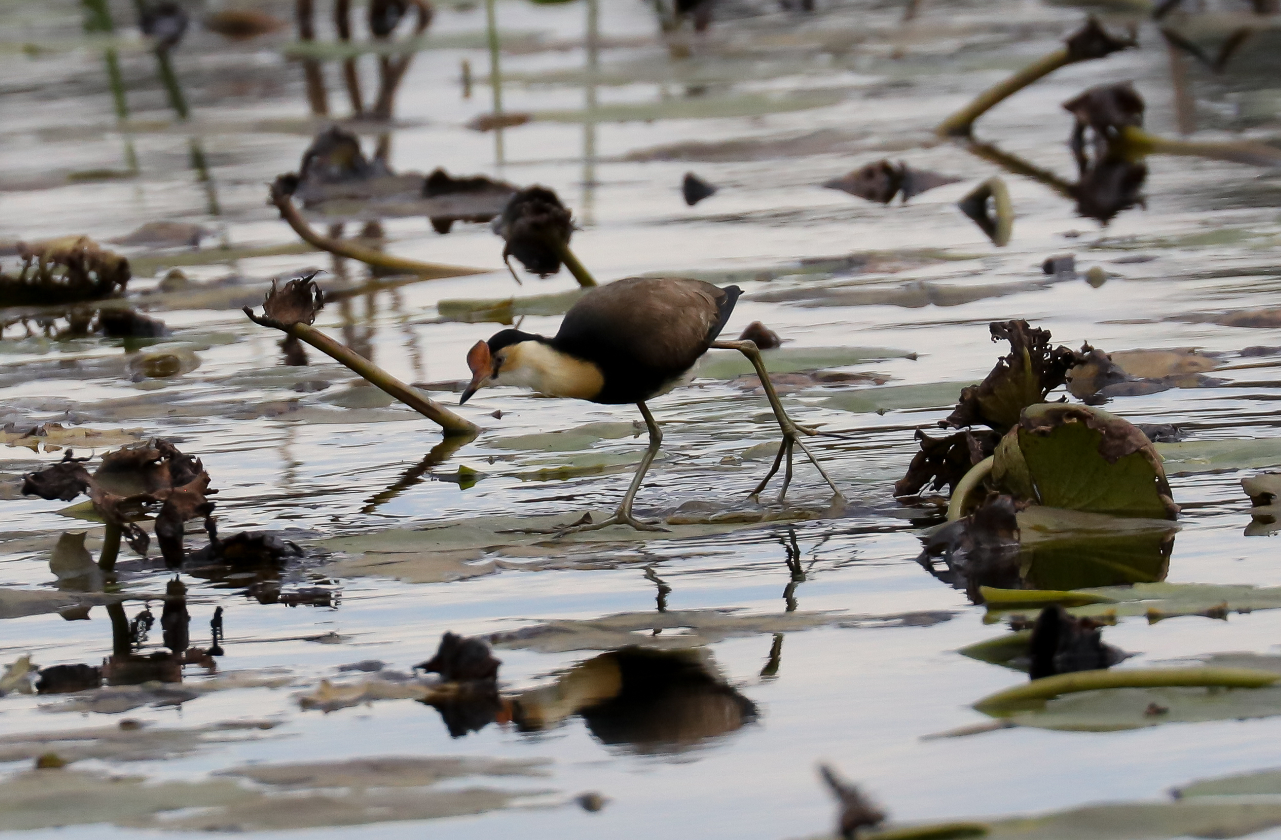 Comb-crested Jacana