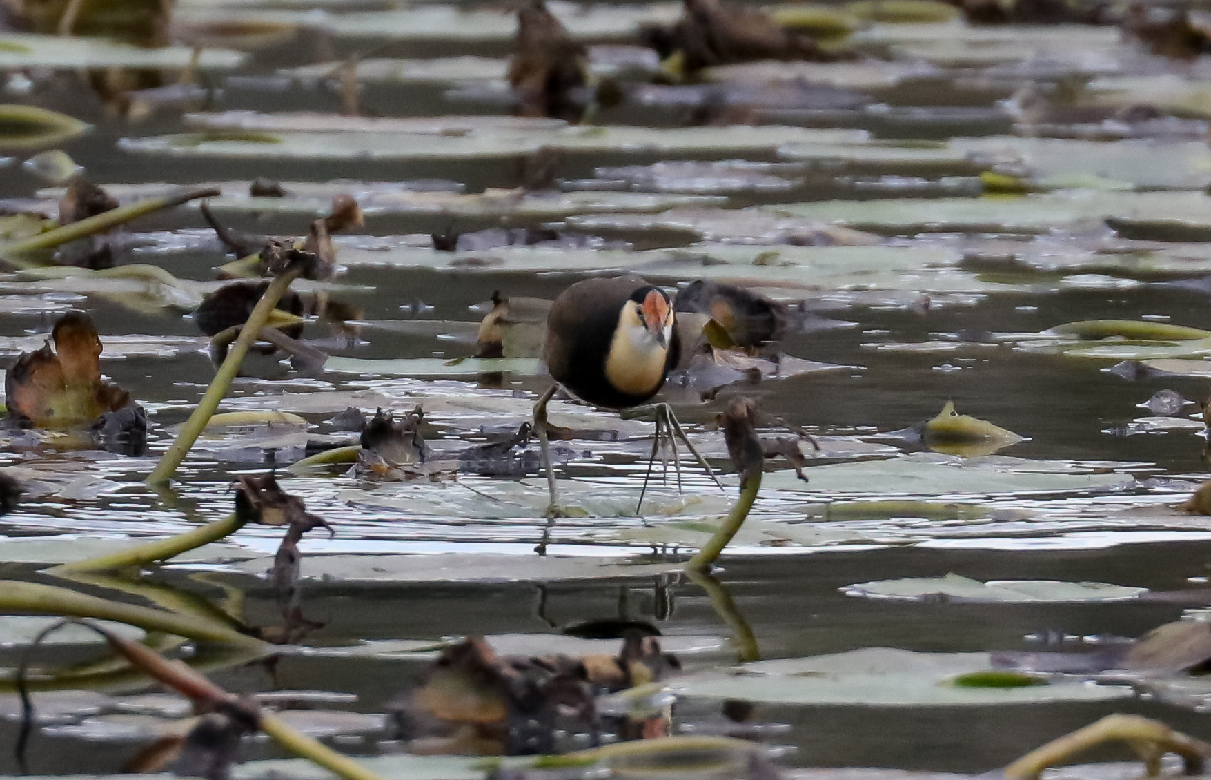 Comb-crested Jacana