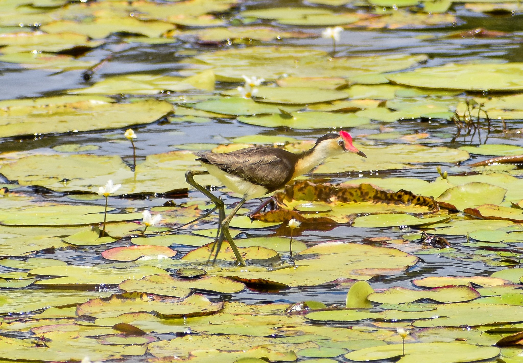 Comb-crested Jacana