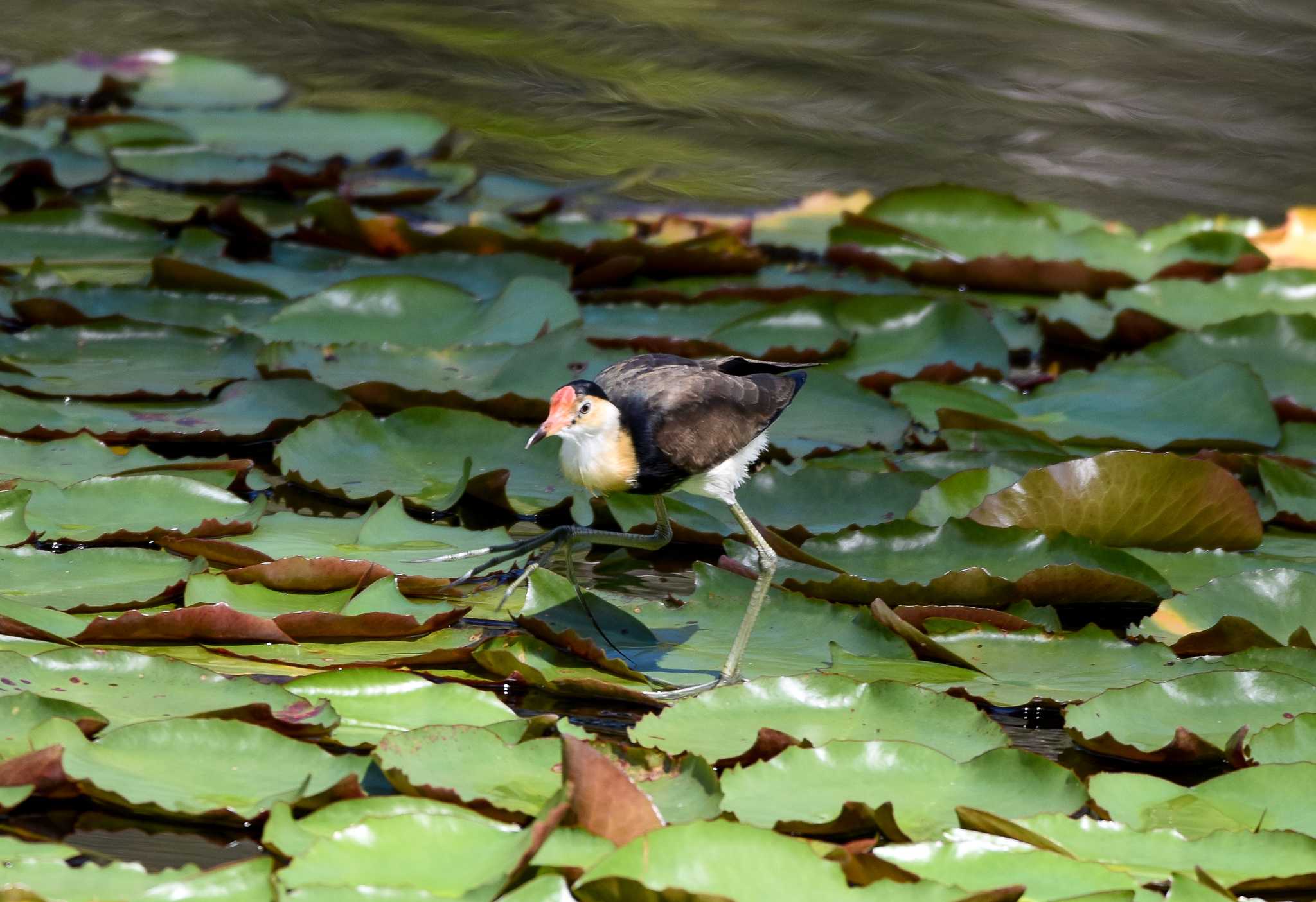 Comb-crested Jacana