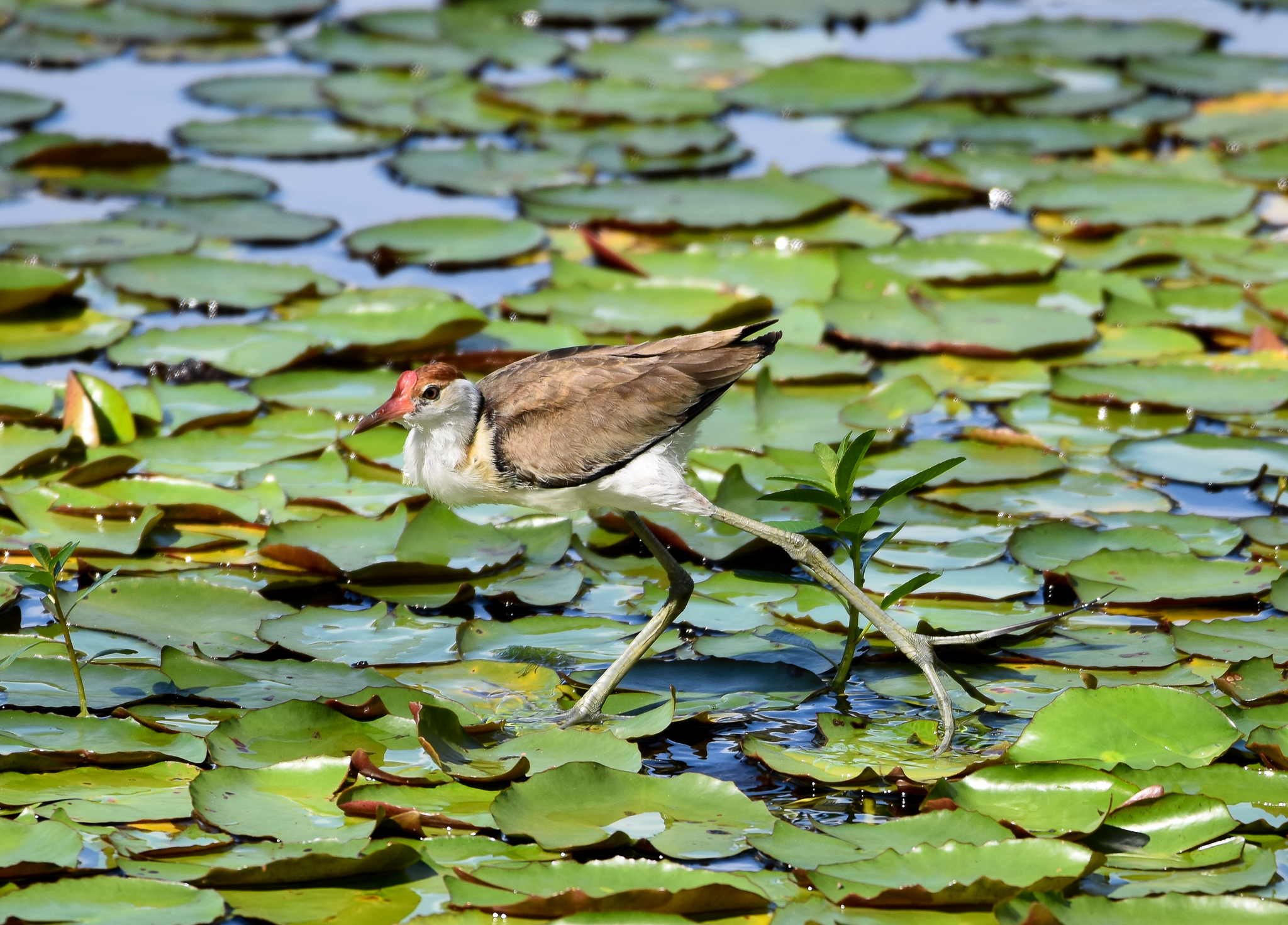 Comb-crested Jacana