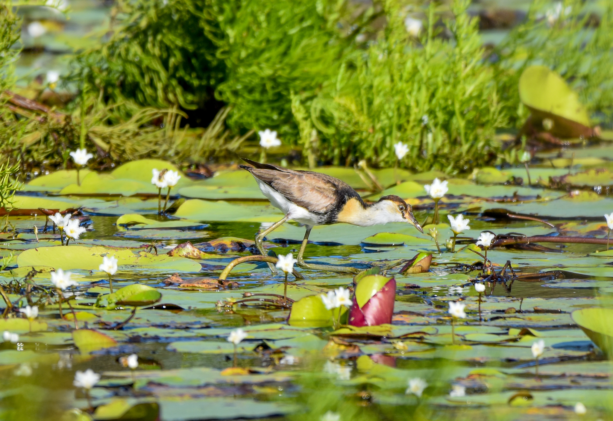 Comb-crested Jacana