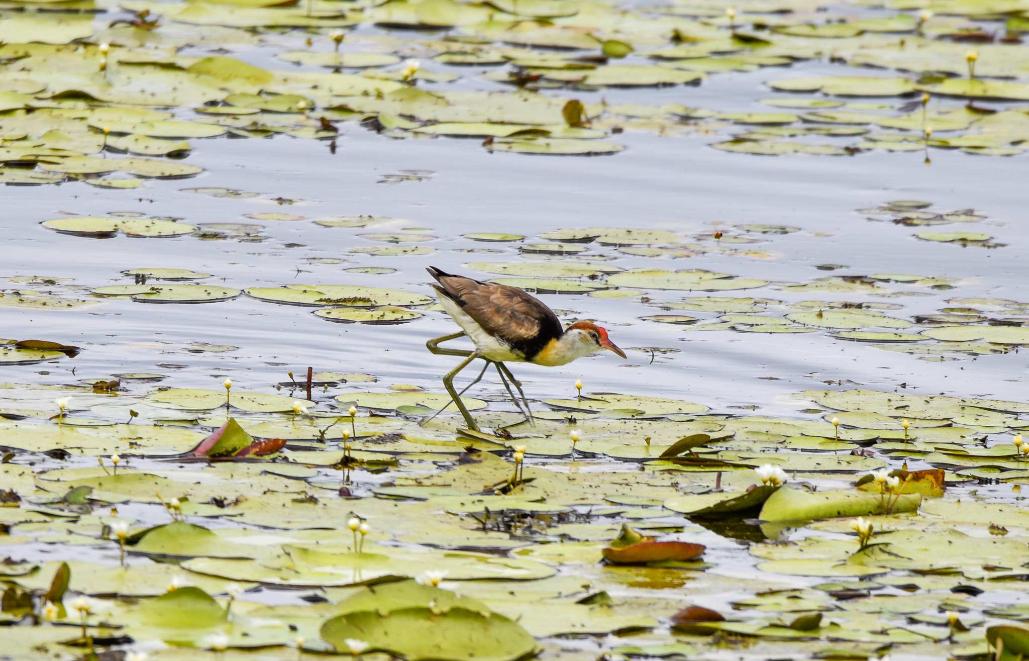 Comb-crested Jacana
