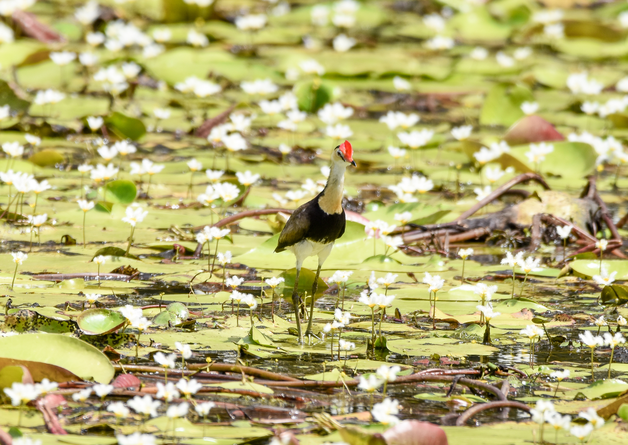 Comb-crested Jacana
