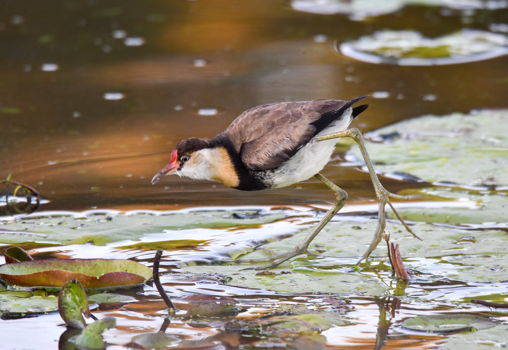 Comb-crested Jacana