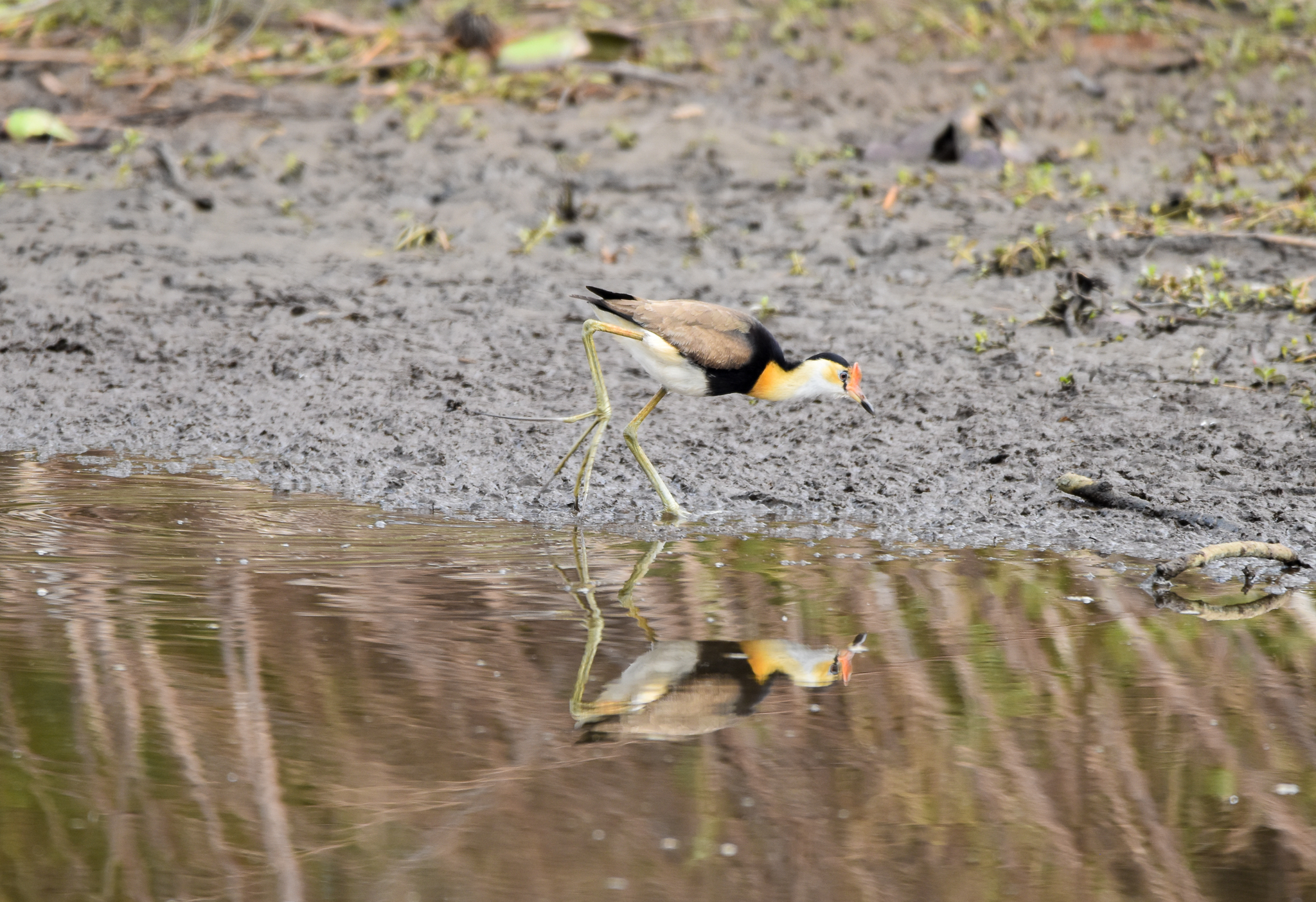Comb-crested Jacana