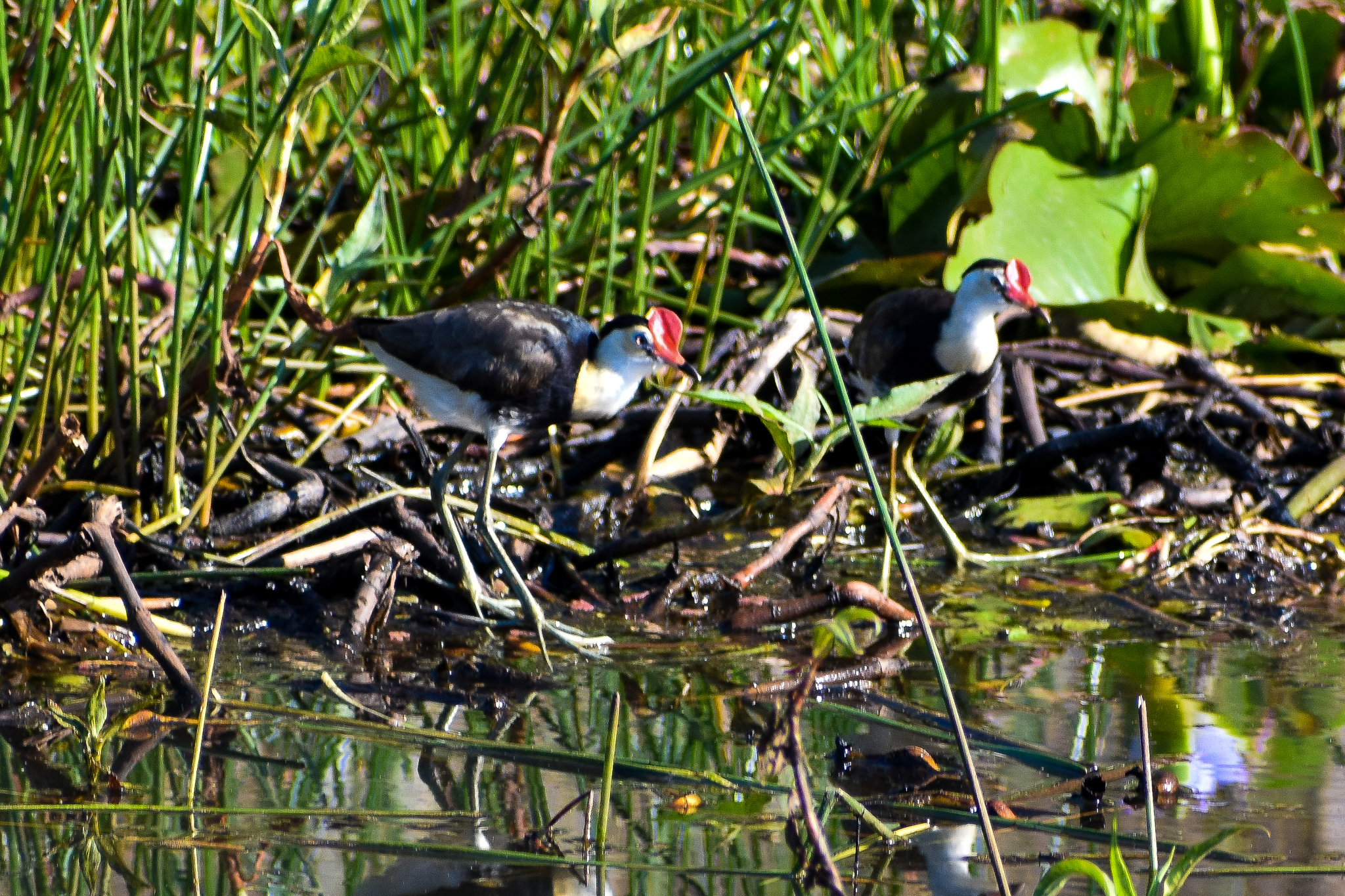 Comb-crested Jacanas (Irediparra gallinacea)