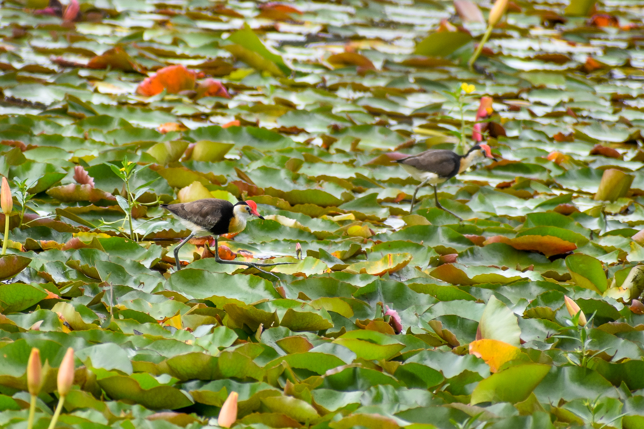 Comb-crested Jacanas (Irediparra gallinacea)