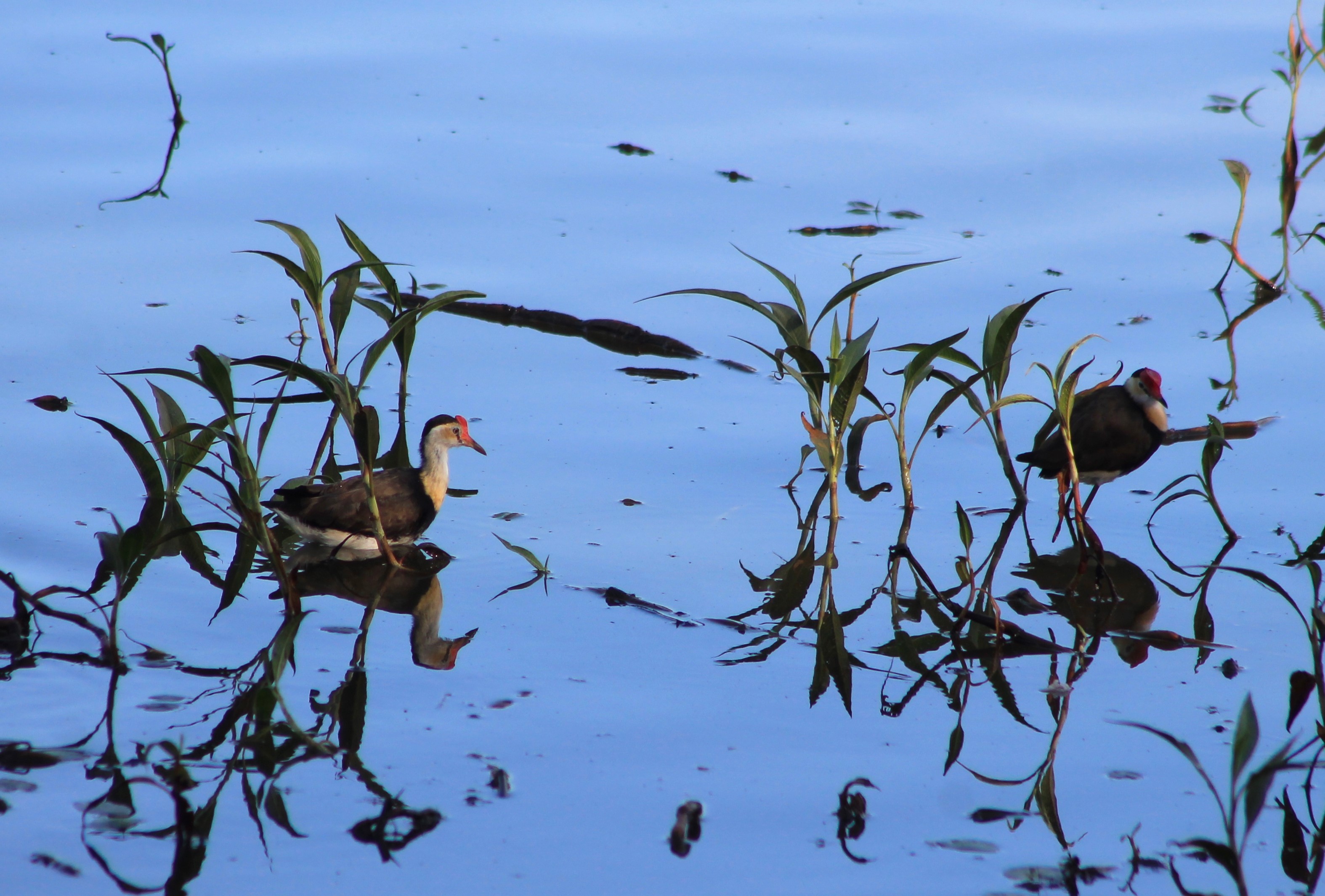 Comb-crested Jacanas (Irediparra gallinacea)