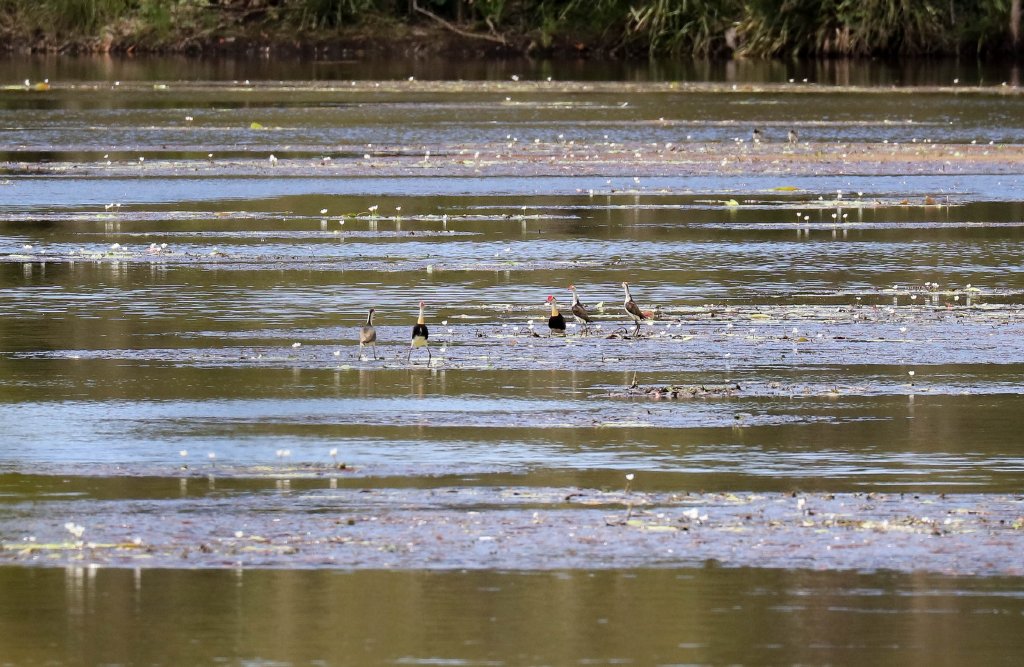 Comb-crested Jacanas