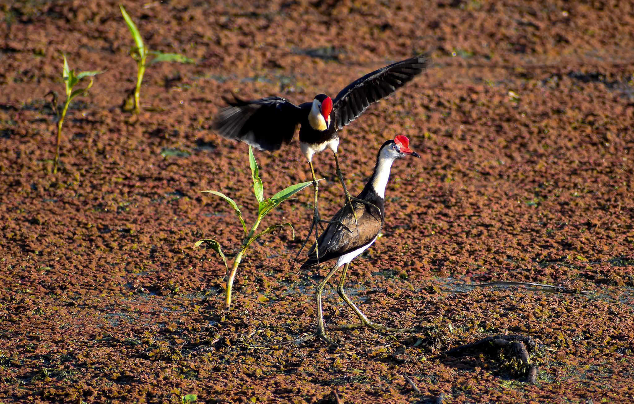 Comb-crested Jacanas