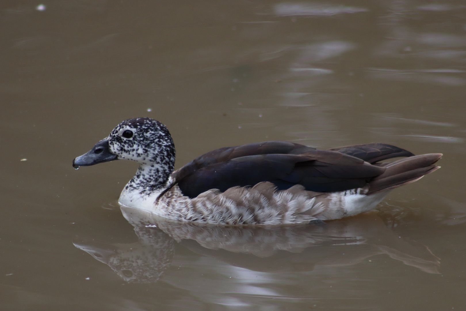 Comb Duck - 1 August 2020