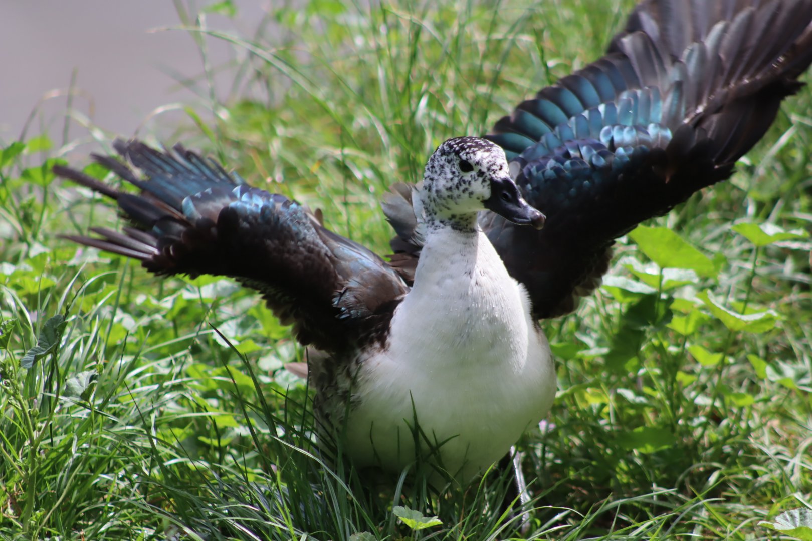 Comb Duck - 7 July 2024