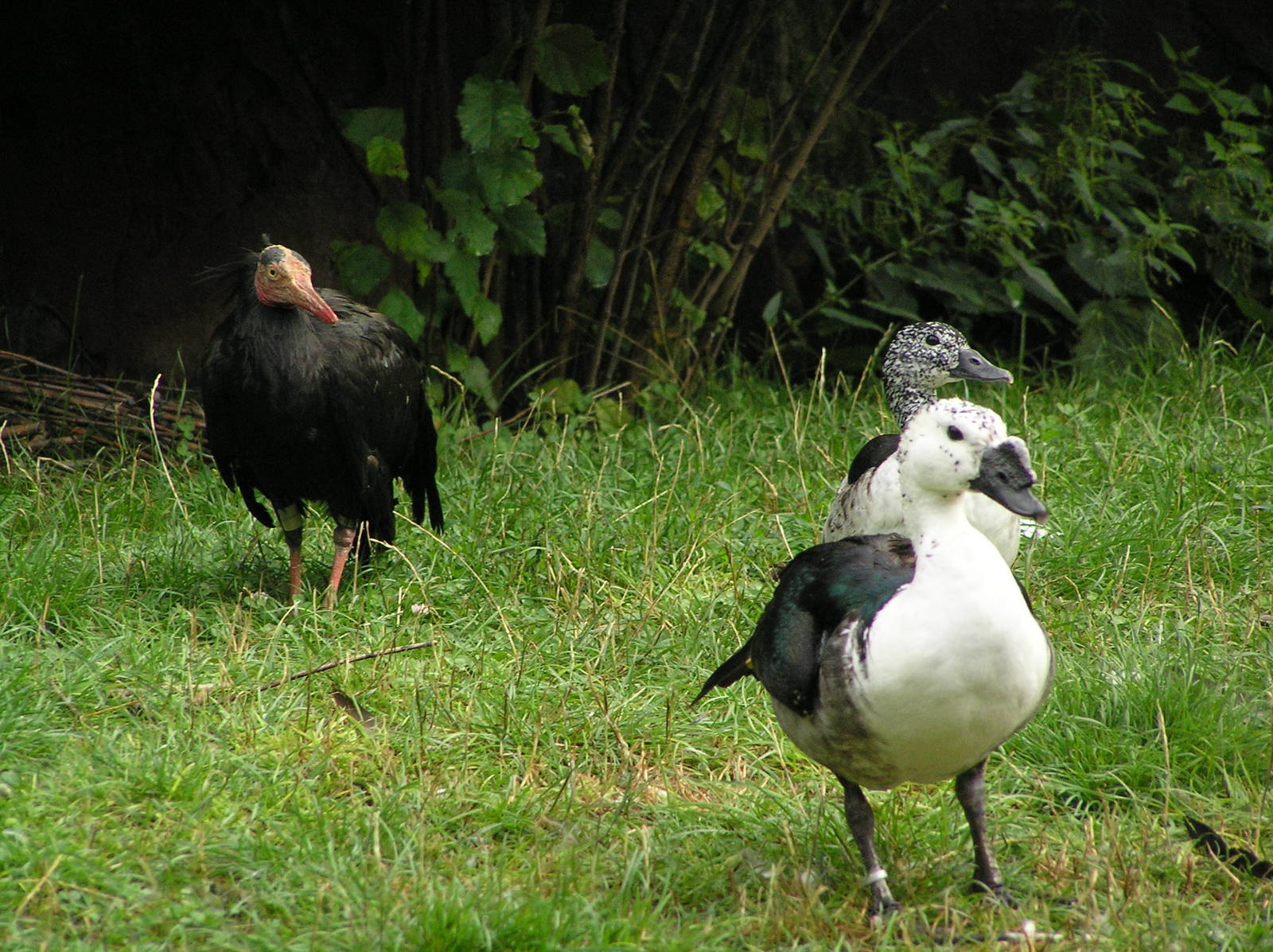 Comb duck and waldrapp ibis - Heidelberg 06