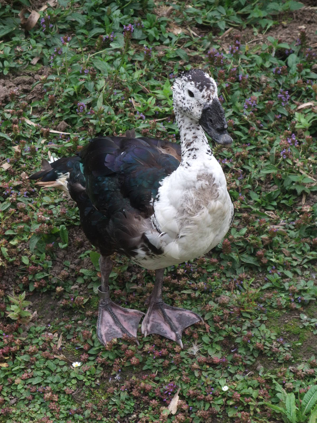 Comb Duck at Llanelli WWT, 31/07/11