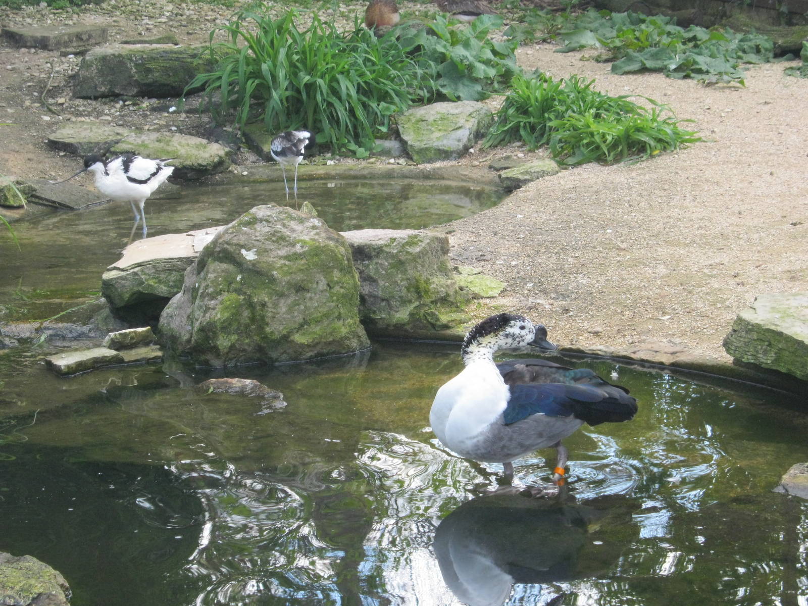 Comb Duck , Avocet etc..