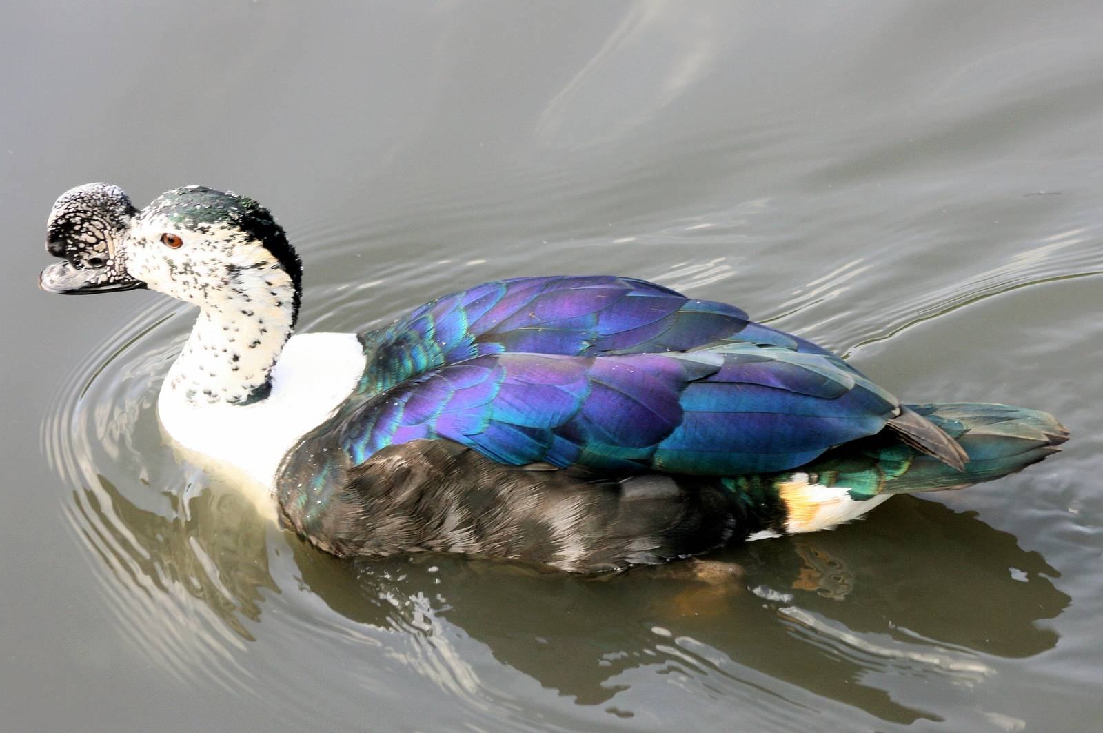 Comb duck; Barnes; 2nd June 2013