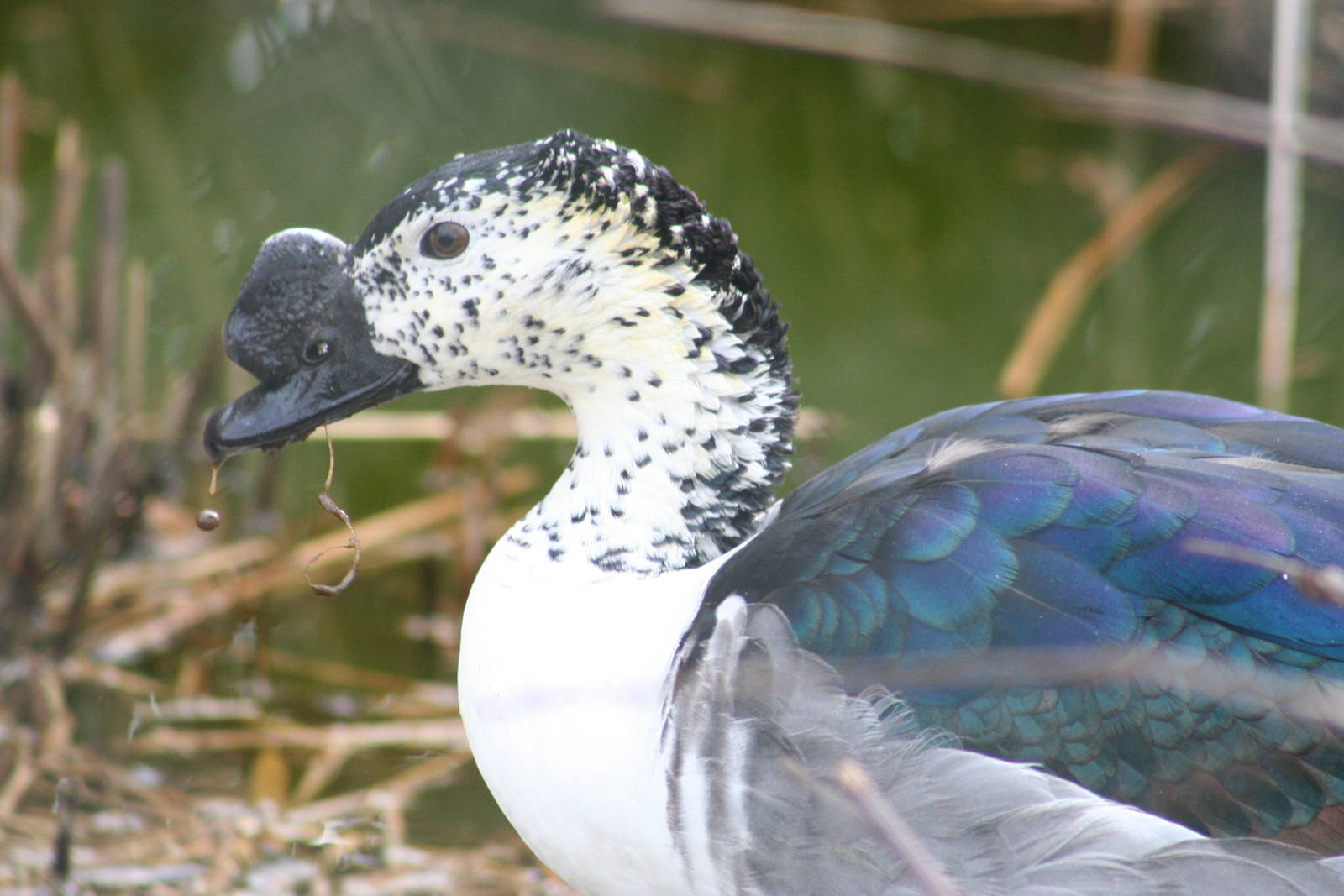 Comb Duck @ Chester; 02.04.2015