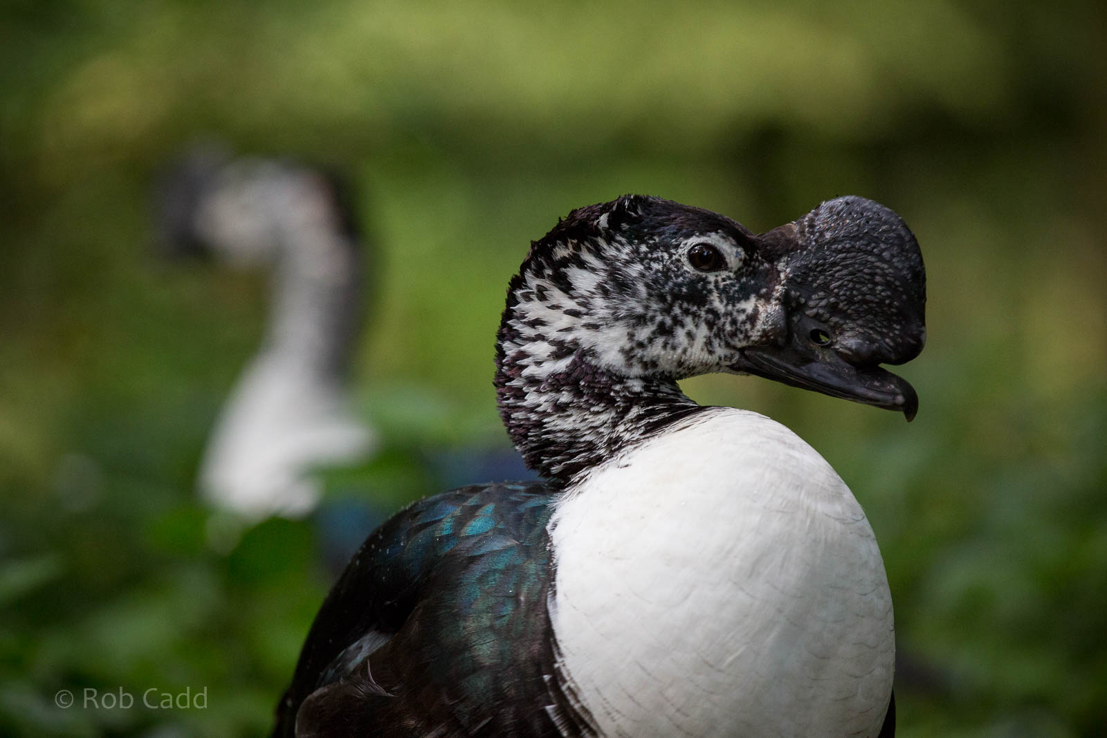 Comb duck : Cotswold WP : 27 Jun 2014