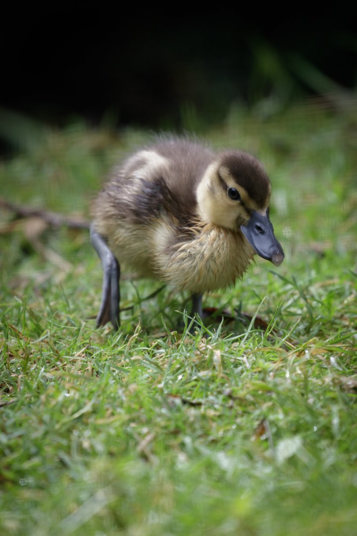 Comb Duck Duckling - 26/07/2017