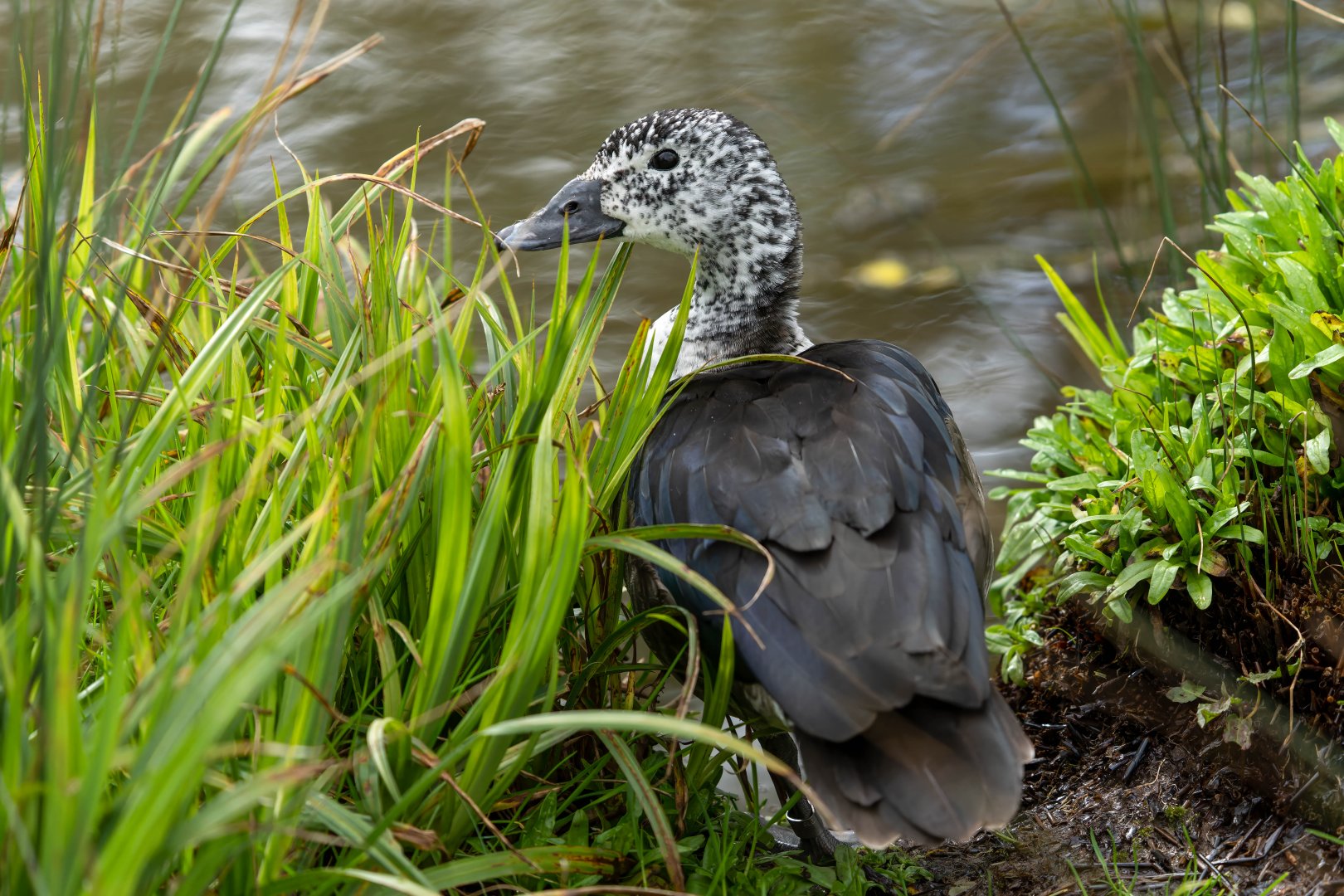 Comb duck (female), WWT Slimbridge, UK