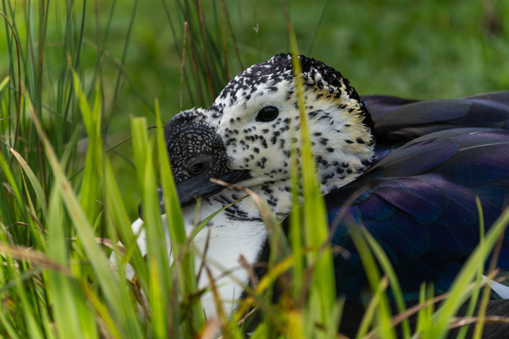 Comb duck (male), WWT Slimbridge, UK
