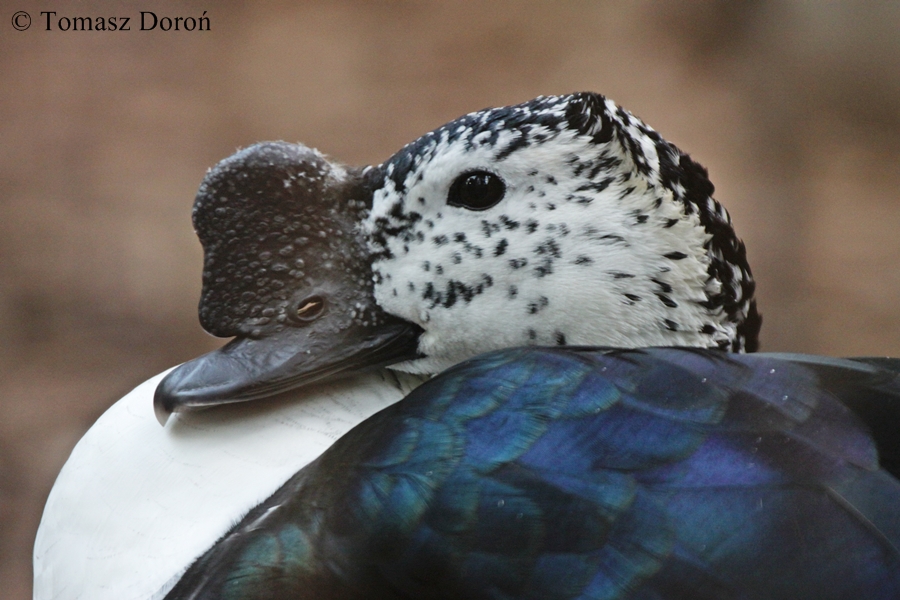 Comb Duck (Sarkidiornis melanotos) - male