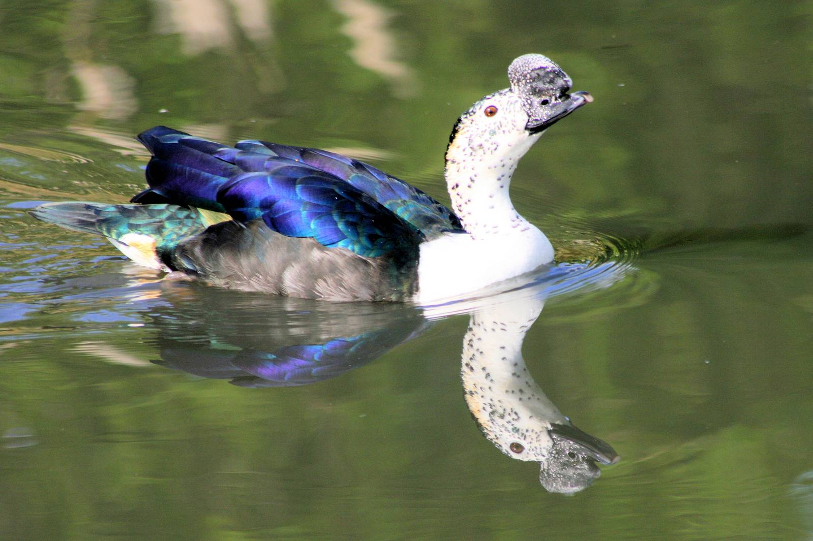Comb duck with reflection; Barnes; 2nd June 2013