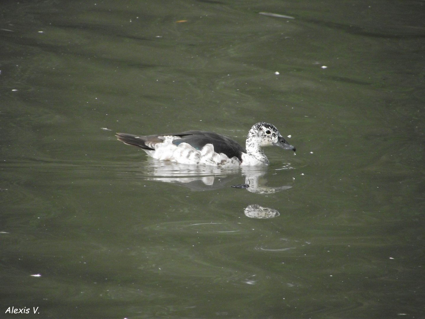 Comb Duck - Zooparc de Beauval - 06/2023