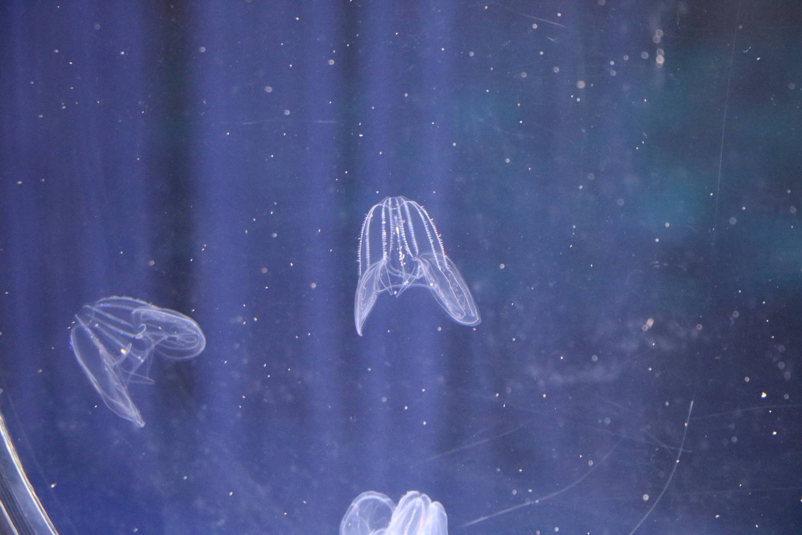 Comb jellies, February 2016