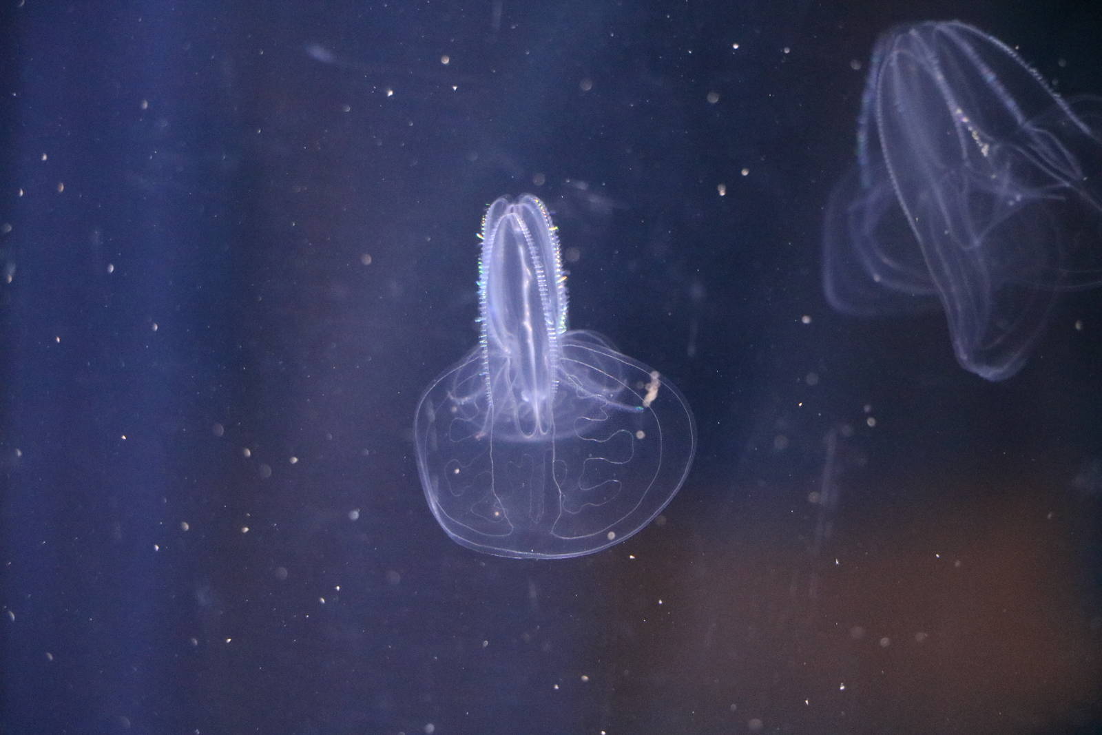 Comb jellies, February 2016