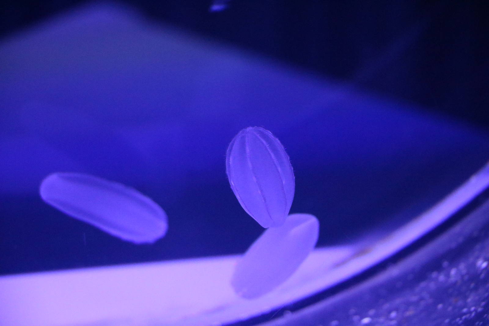 Comb jellies, February 2016