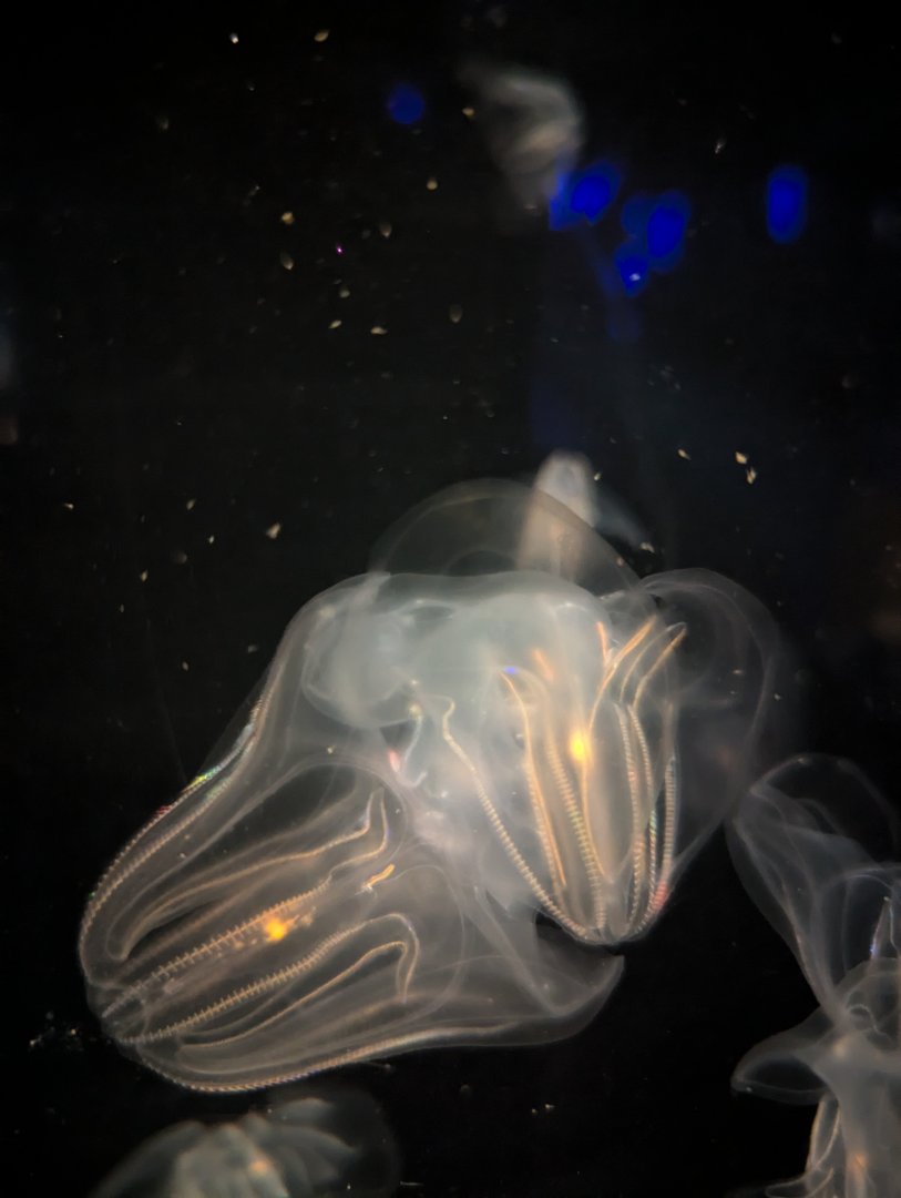 Comb Jellies Mnemiopsis leidyi