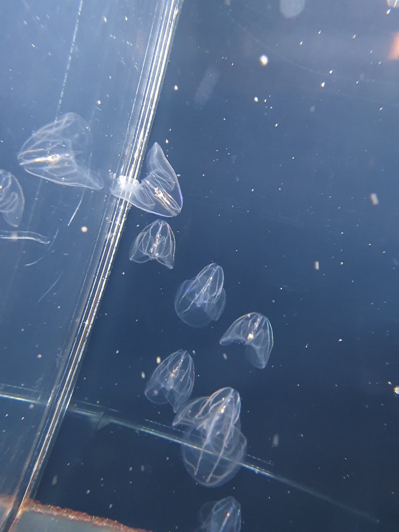 Comb Jellies