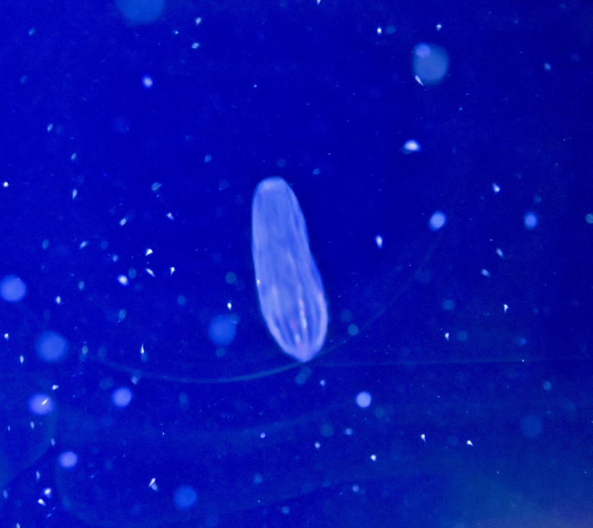 Comb Jelly (Beroe cucumis)