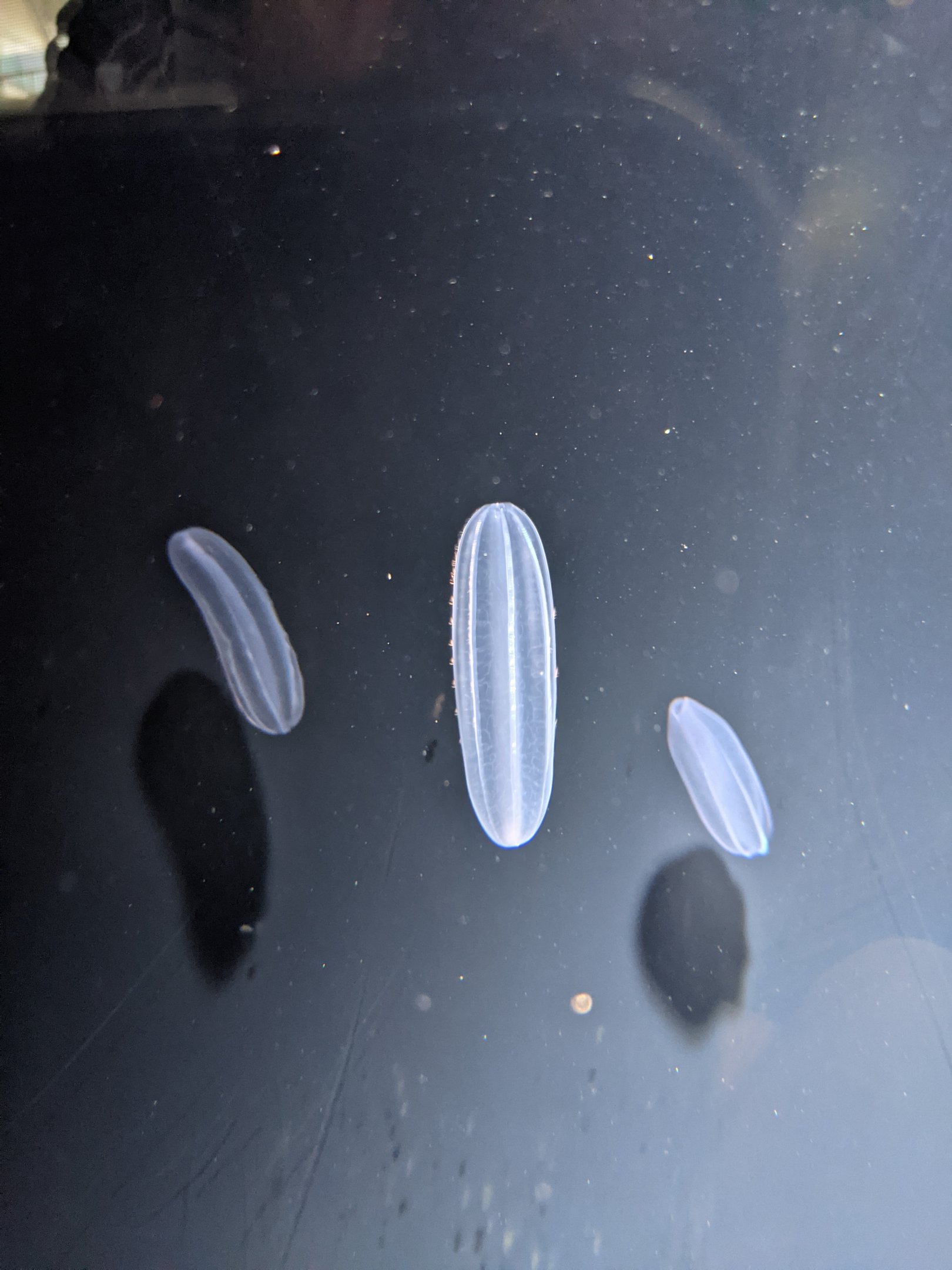 Comb Jelly (Beroe cucumis)