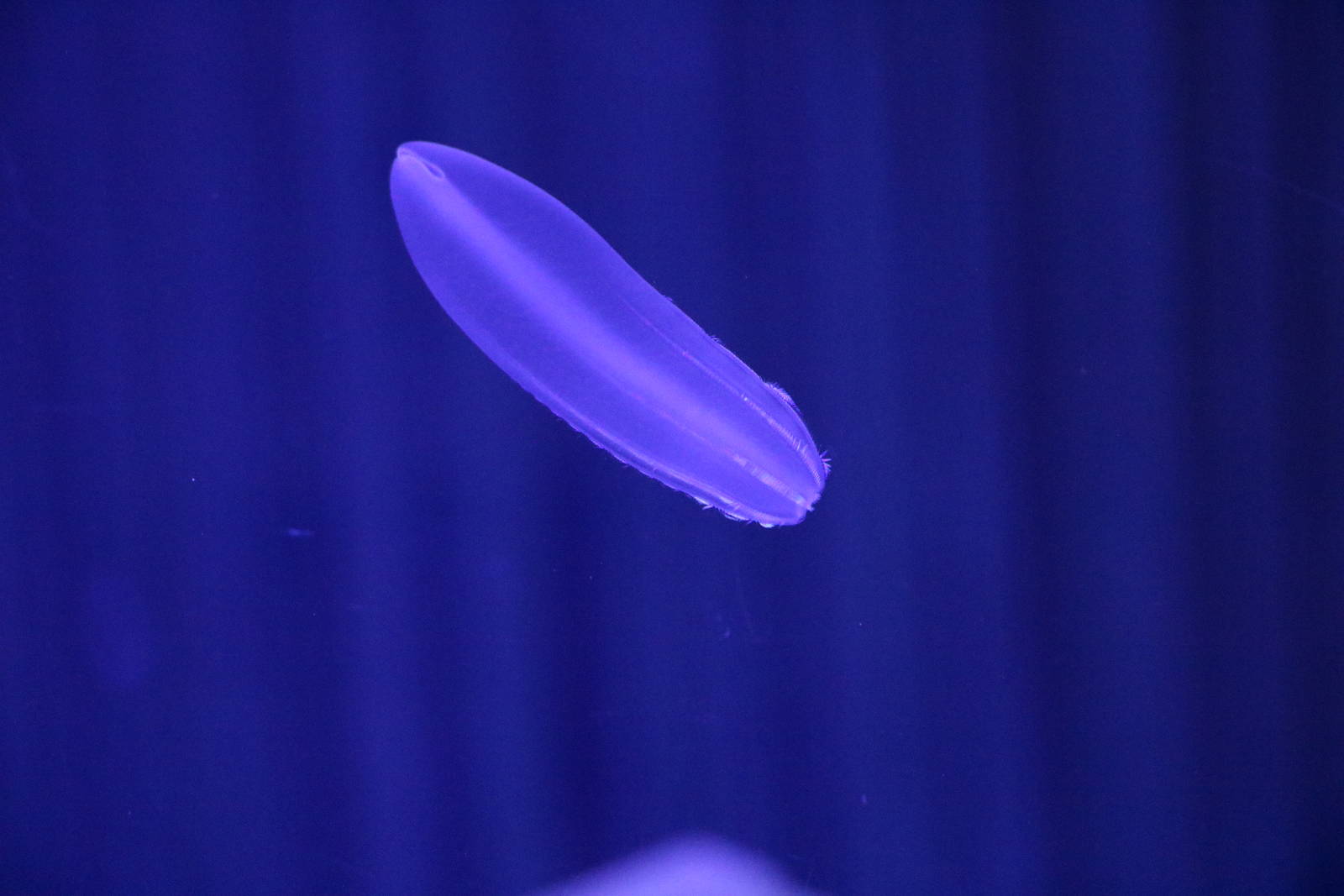 Comb jelly, February 2016