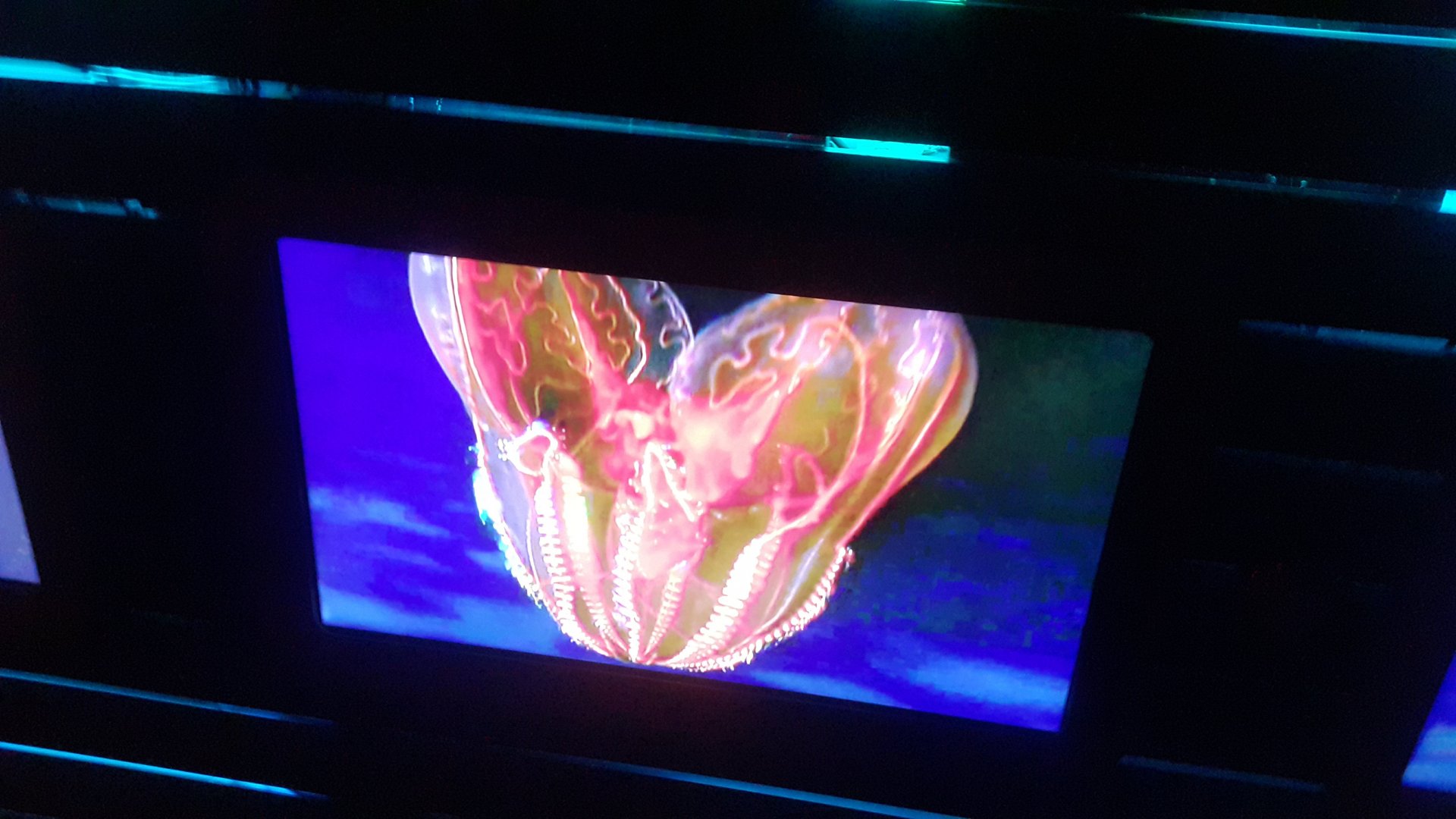 Comb Jelly in the Ocean Express