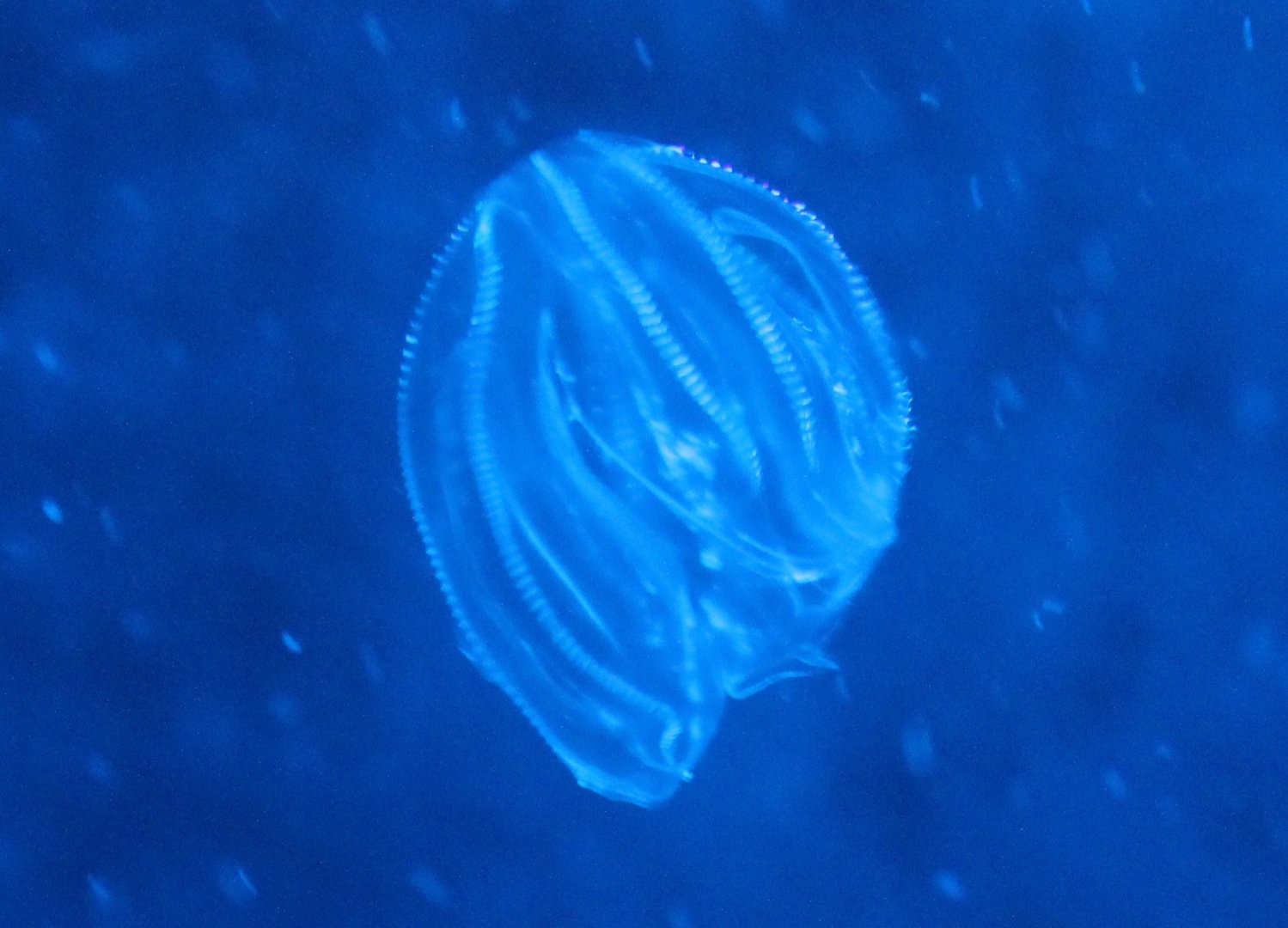 Comb Jelly