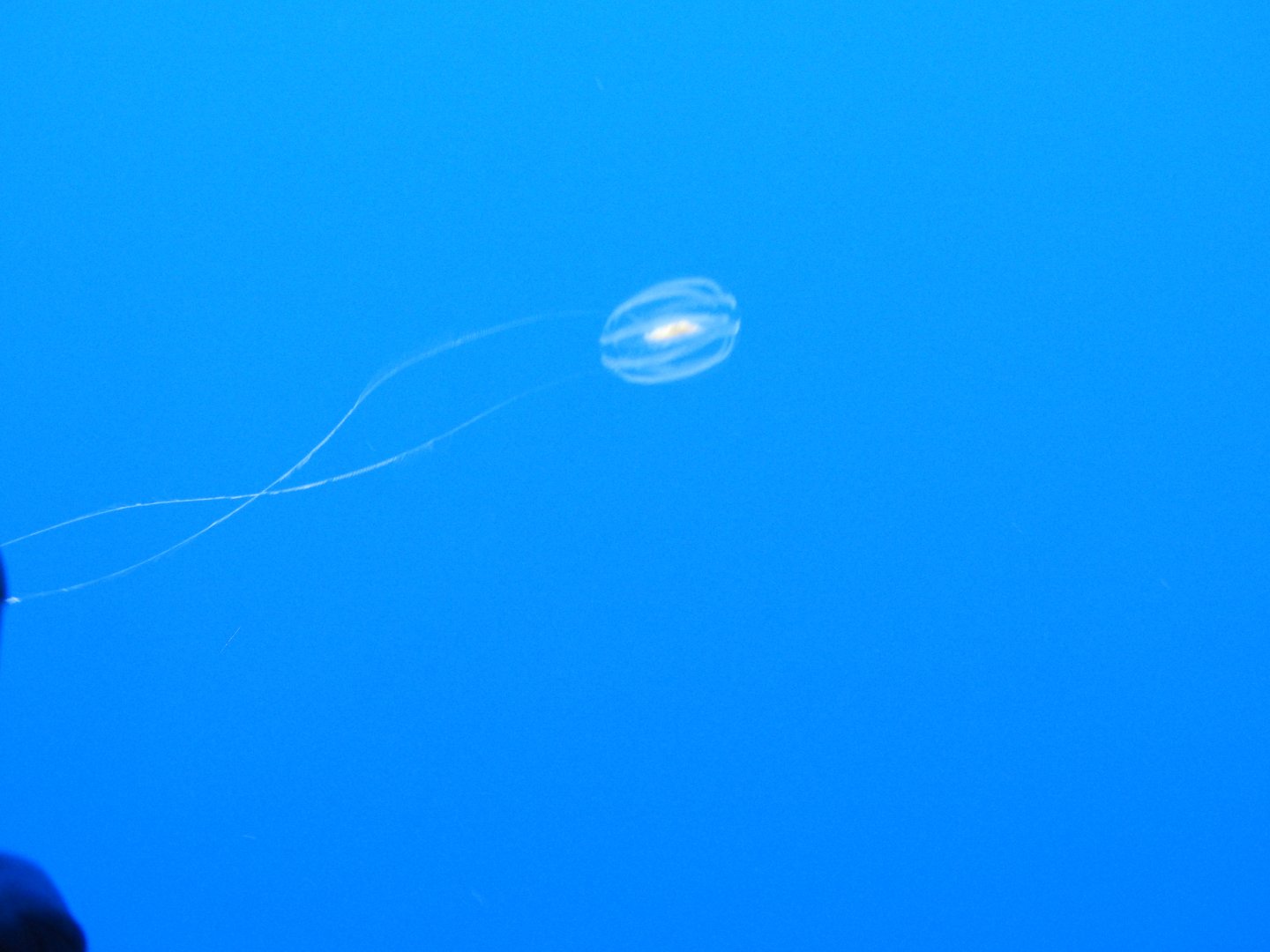 Comb Jelly