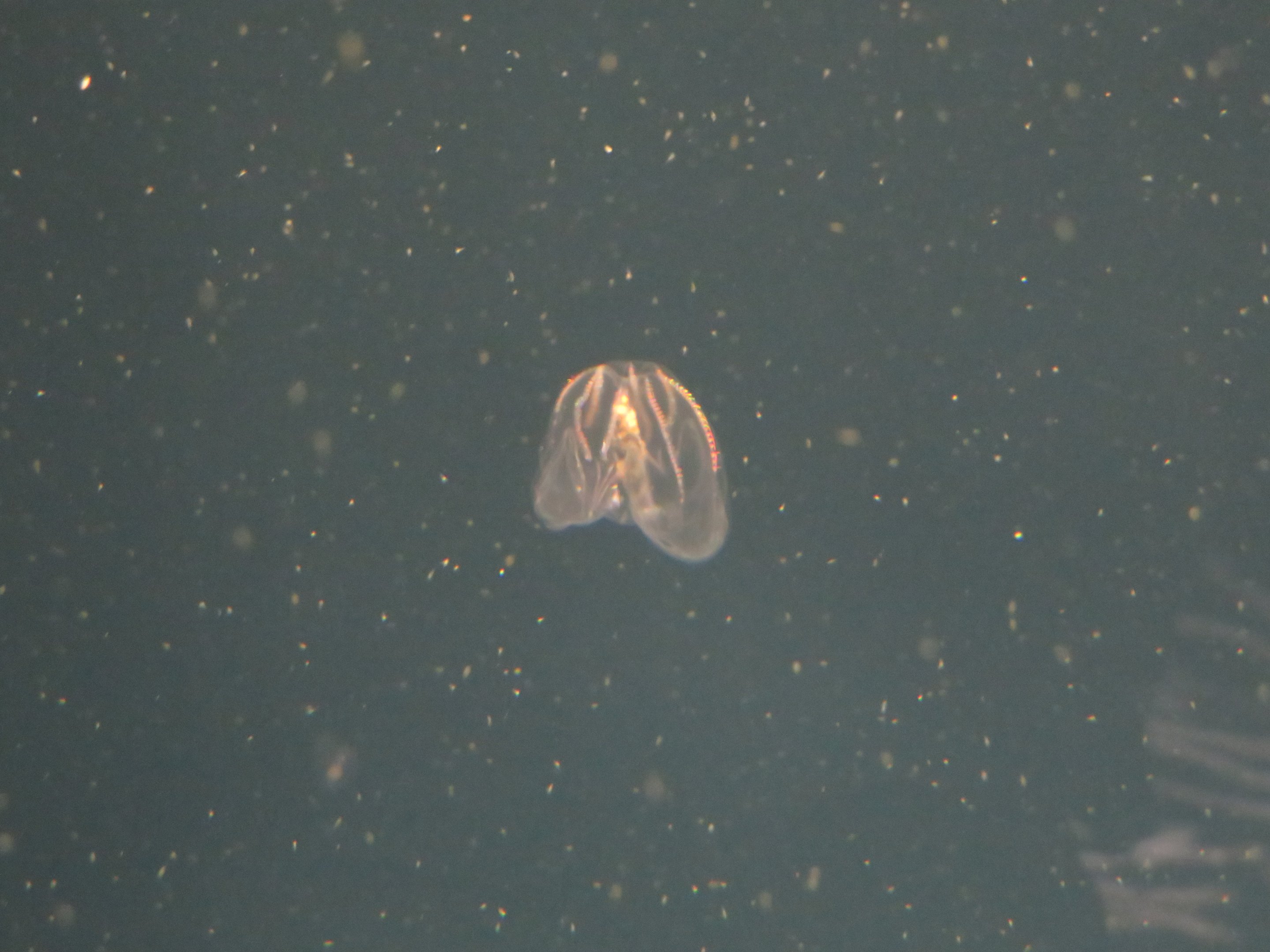 Comb Jelly