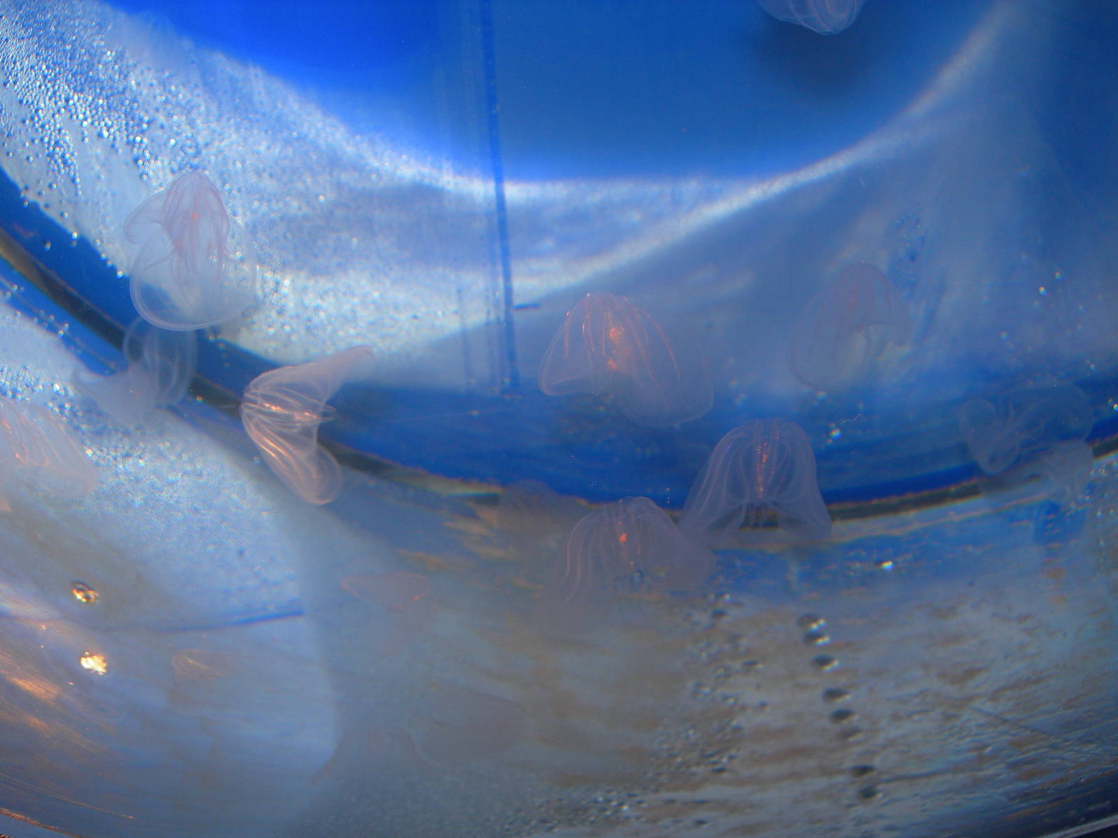 Comb Jellyfish