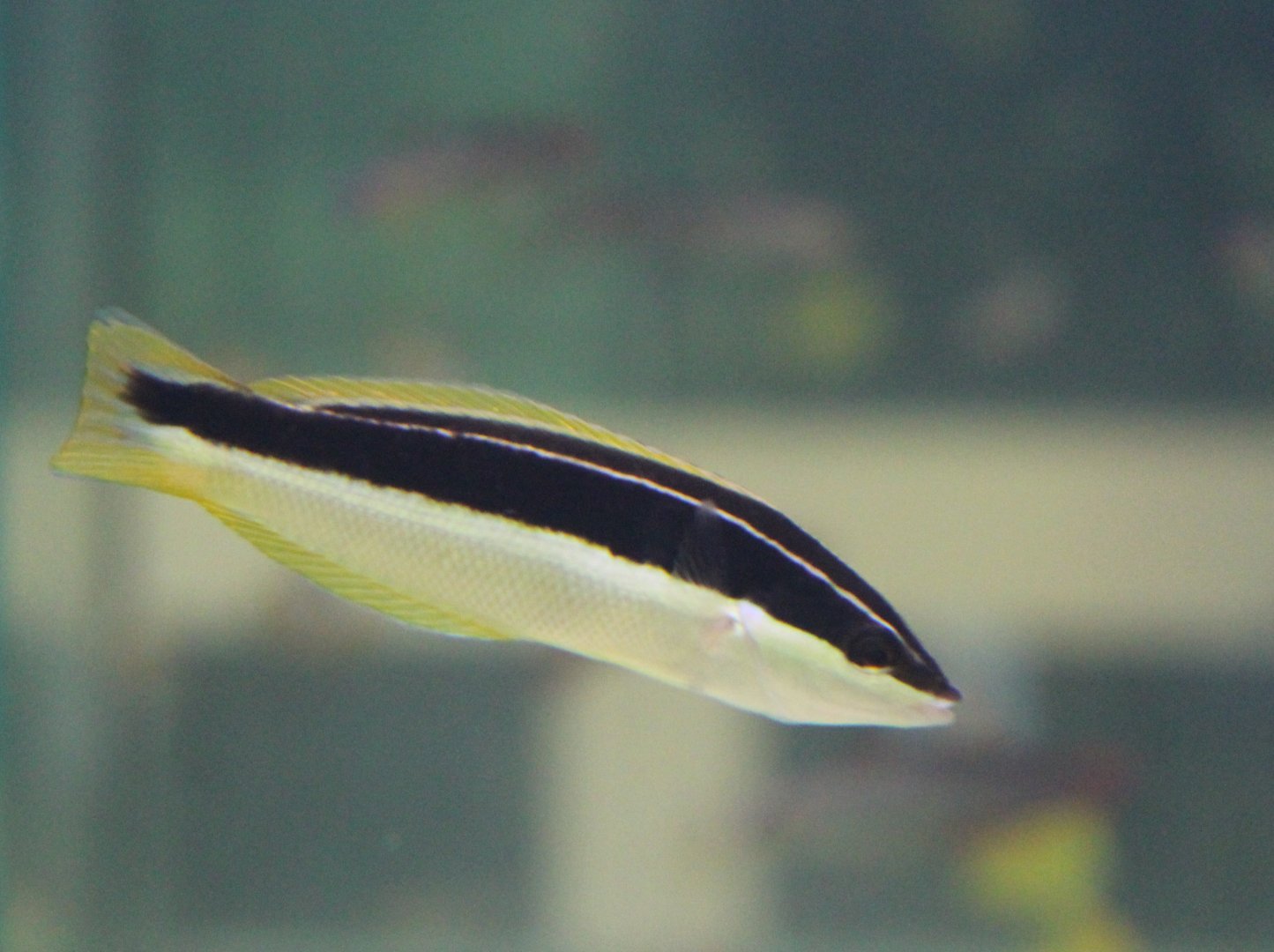 Comb wrasse - Coris picta