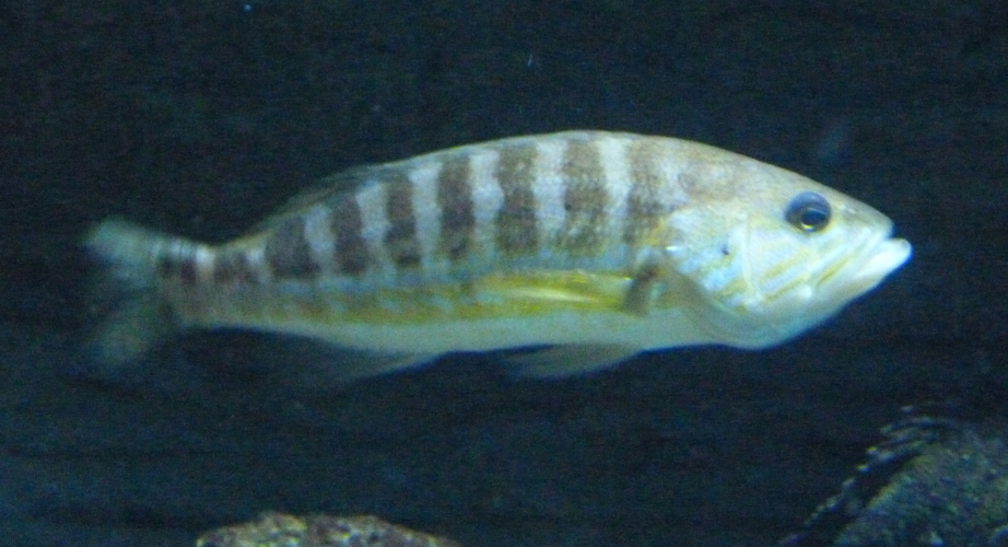 Comber (Serranus cabrilla)