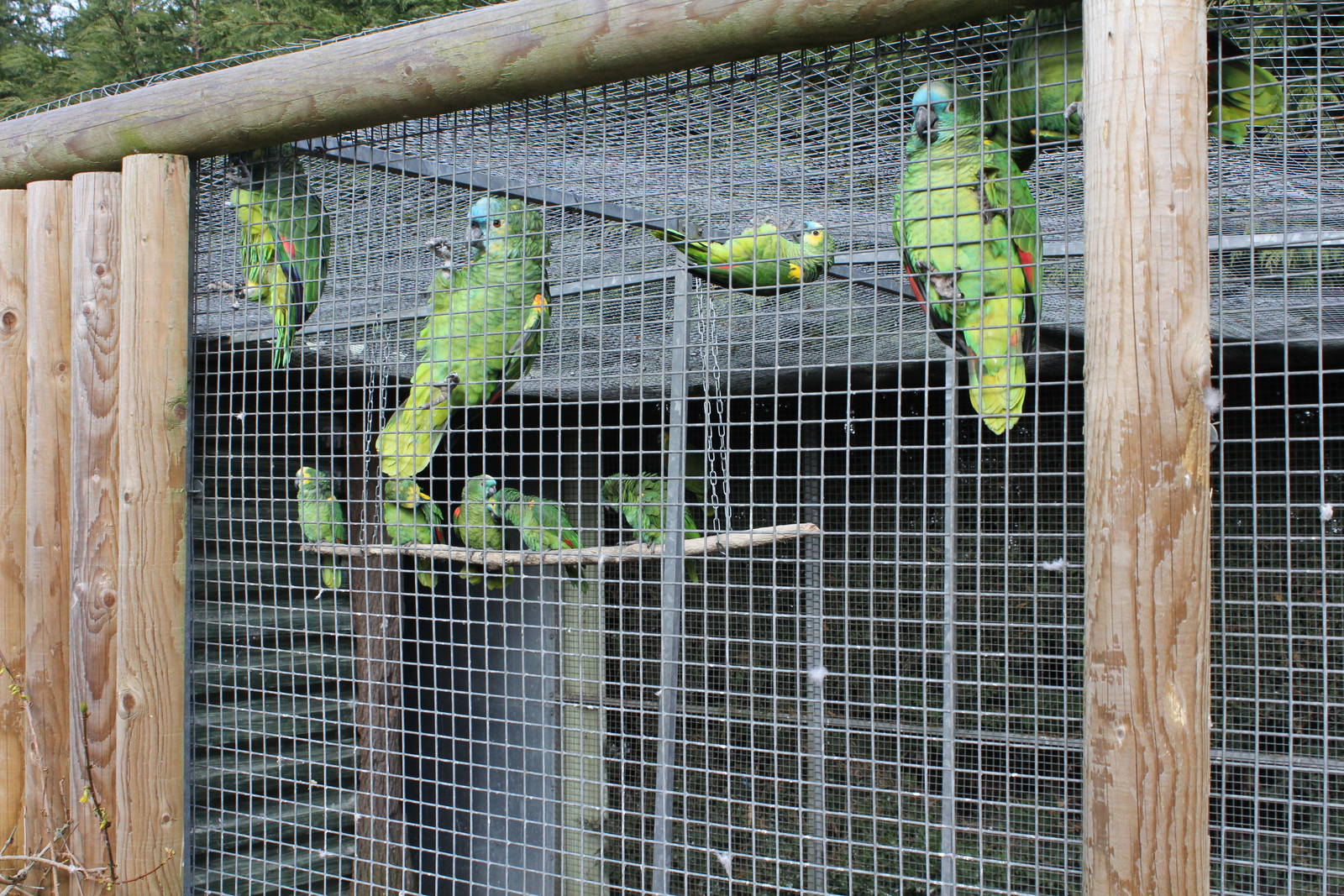 Combined Blue fronted and Orange winged amazon parrot aviary 2-4-15